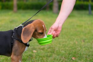 Keeping Your Canine Cool: Essential Summer Safety Tips for Your Dog