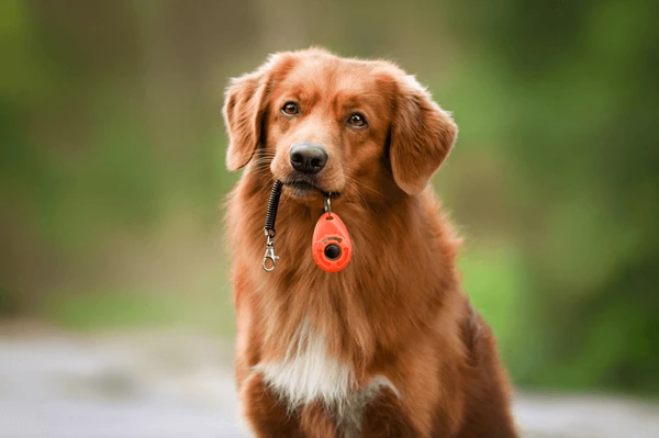Building Better Bonds: Mastering Marker Training for a Stronger Connection with Your Dog