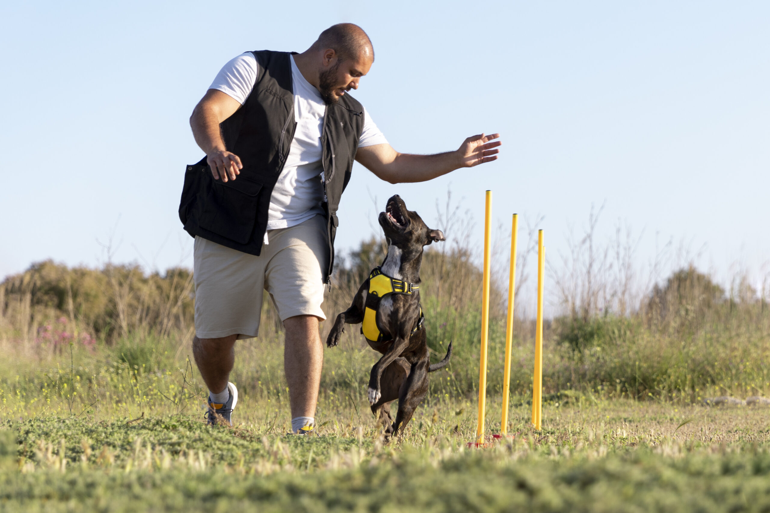 How Marker Training Creates Lifelong Bonds with Your Dog