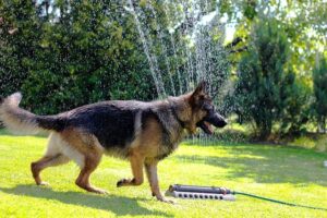 Keeping Your Canine Cool: Essential Summer Safety Tips for Your Dog