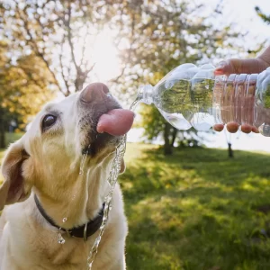 Keeping Your Canine Cool: Essential Summer Safety Tips for Your Dog