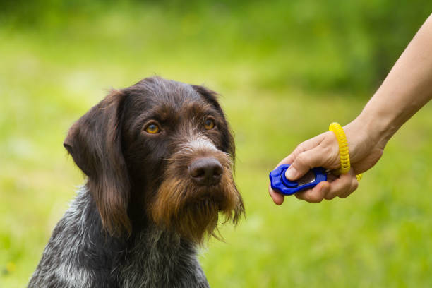 The Power of Classical Conditioning: Transforming Dog Training with Positive Associations