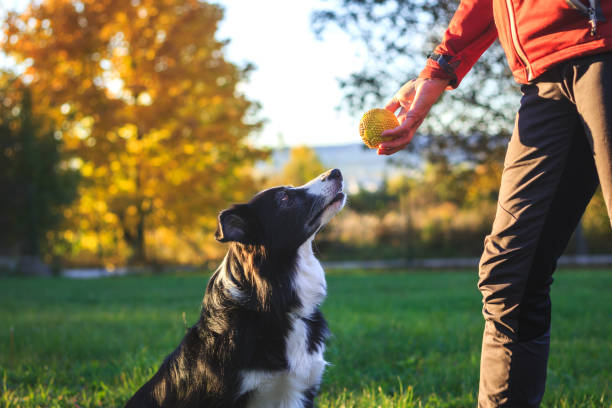 Pawsome Playtime: Fun and Engaging Games to Keep Your Dog Active