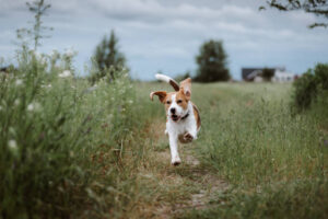 Fun and Engaging Games to Keep Your Dog Active