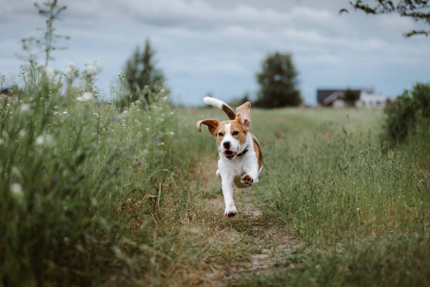 Off-Leash Adventures Unleashed: Hiking Safety Tips for Happy Tails