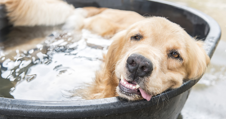 Keeping Your Canine Cool: Essential Summer Safety Tips for Your Dog
