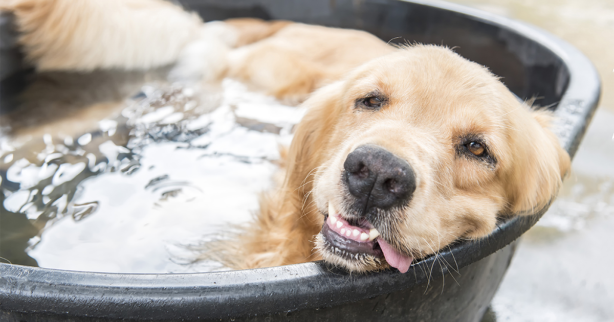 Keeping Your Canine Cool: Essential Summer Safety Tips For Your Dog ...