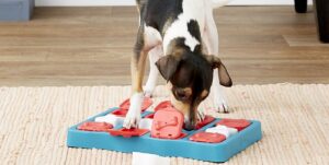 Fun and Engaging Games to Keep Your Dog Active