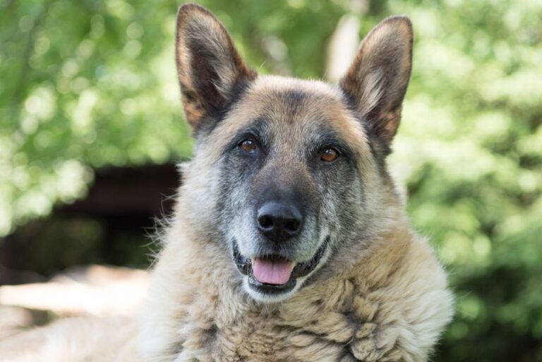Aging Gracefully Together: Ultimate Guide to Senior Dog Care