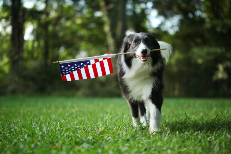 Keeping Your Pup Peaceful: Tips for a Safe and Serene Fourth of July