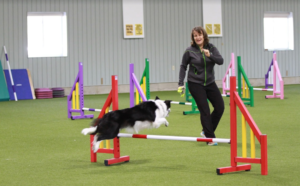 The Ultimate Guide to Dog Agility Training