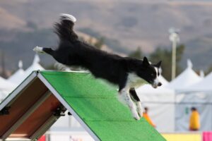 The Ultimate Guide to Dog Agility Training