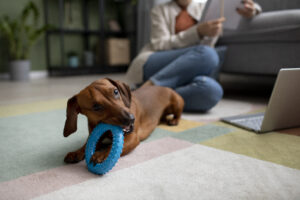 DIY puzzle toys for dogs