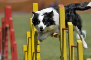 The Ultimate Guide to Dog Agility Training