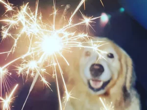 Keeping Your Pup Peaceful: Tips for a Safe and Serene Fourth of July