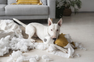 DIY puzzle toys for dogs