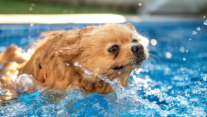 Summer Dog Safety Tips