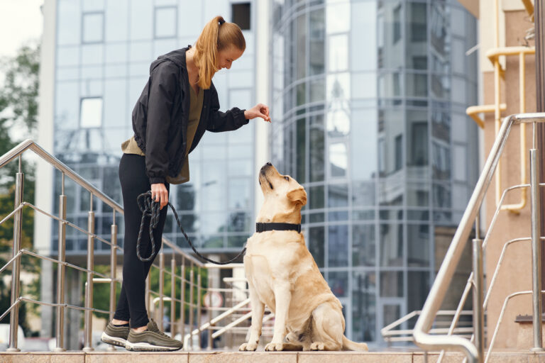 Benefits of Ecollar Training for Your Dog