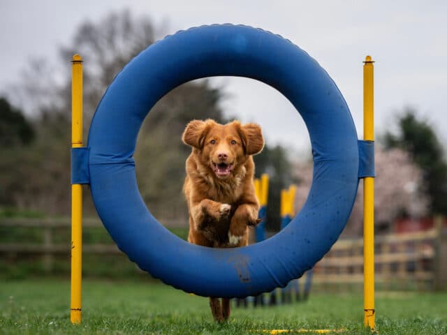 Fun and Fitness Unleashed: The Ultimate Guide to Dog Agility Training