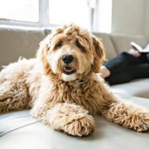 Labradoodle