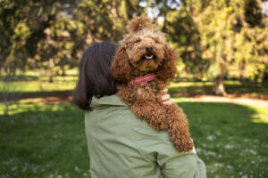 Labradoodle