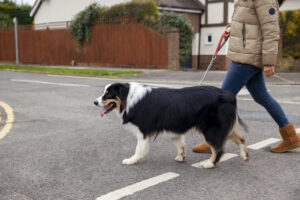 Dog Training Program