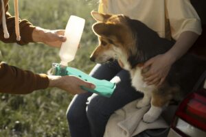 Protect Your Dog During Outdoor Adventures