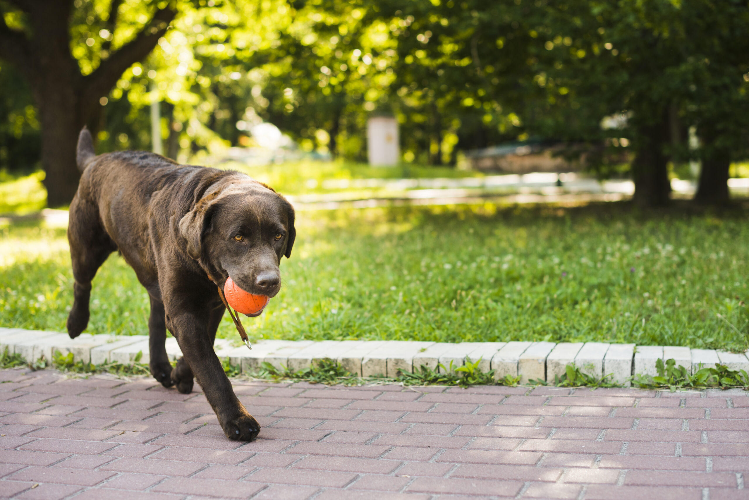 Reactive Dogs