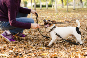 Reactive Dogs