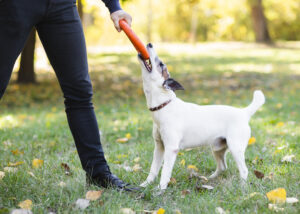 Offleash Dog Training