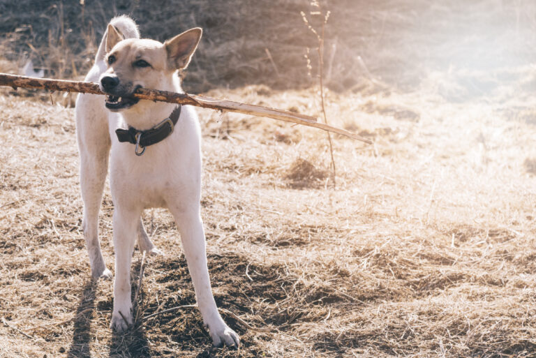 Dog mental health