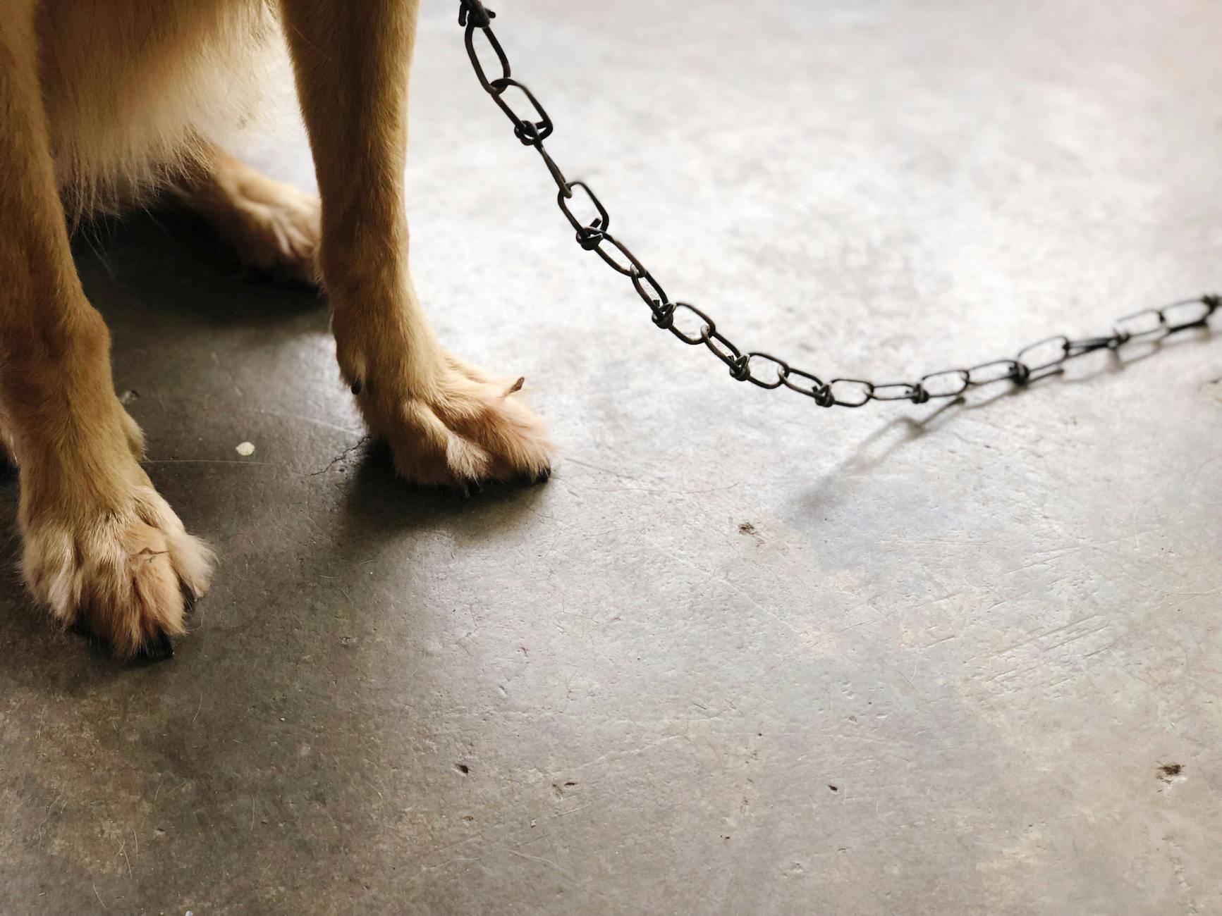 Photo of Animal With Leash