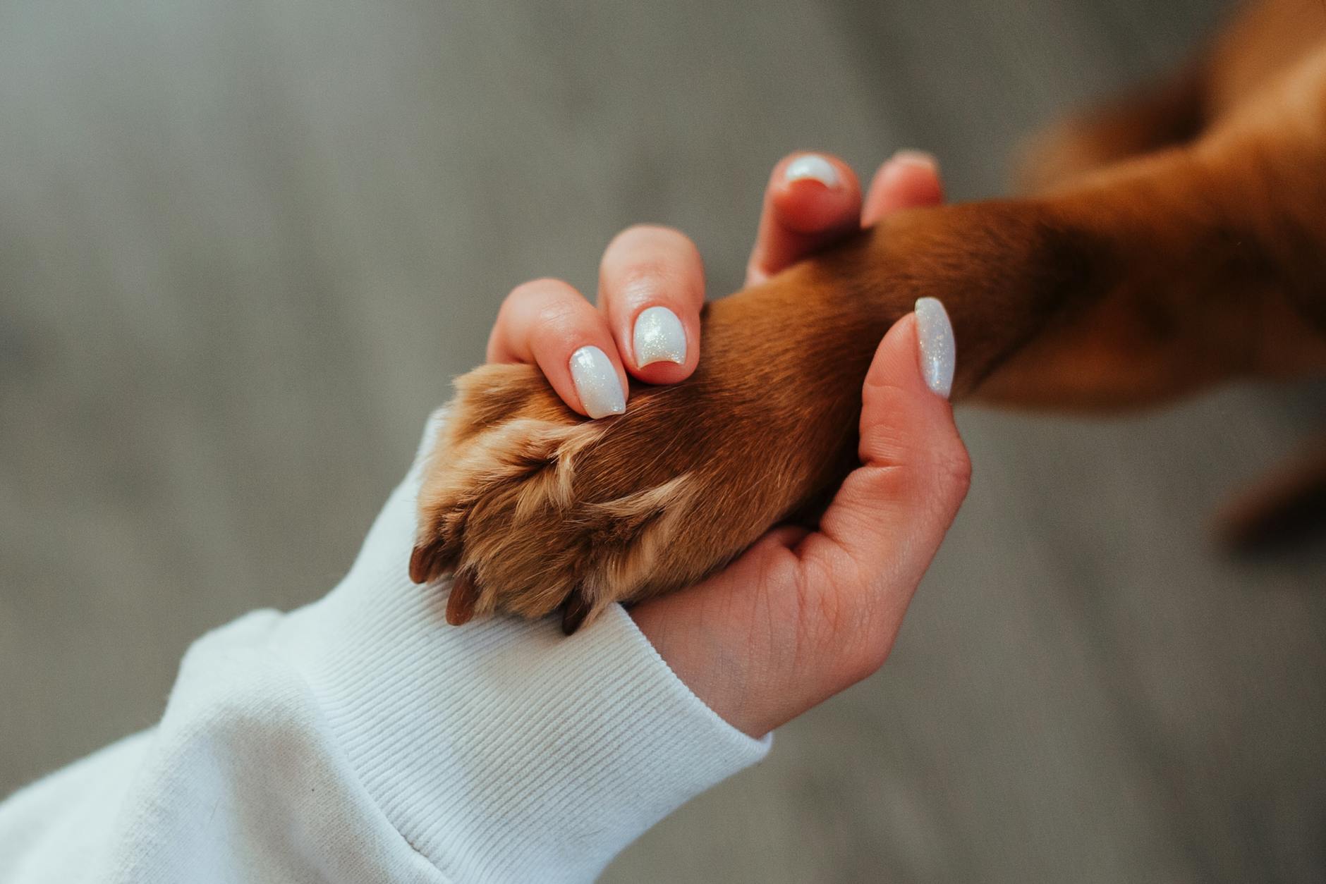 Unrecognizable woman holding paw of dog