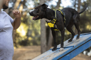 Dog Training at Northern Virginia