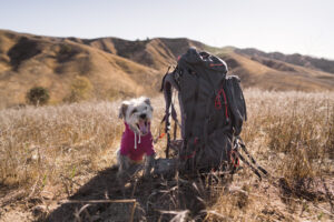 Protect Your Dog During Outdoor Adventures