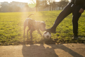 Dog mental health