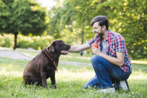 Dog Training Program