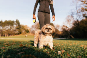 Dog mental health