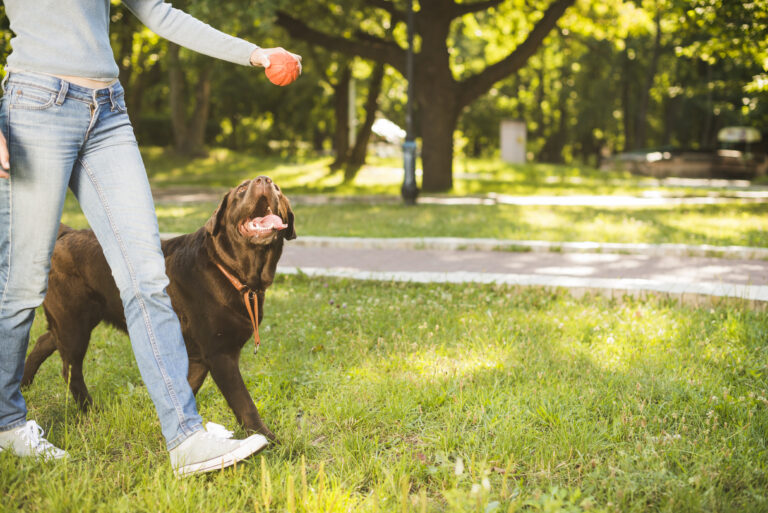 Essential Dog Commands: The Top 10 Commands Every Dog Should Know and How to Teach Them.