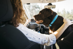 Dog Training for Travel