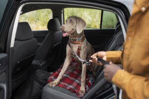 Dog Training for Travel