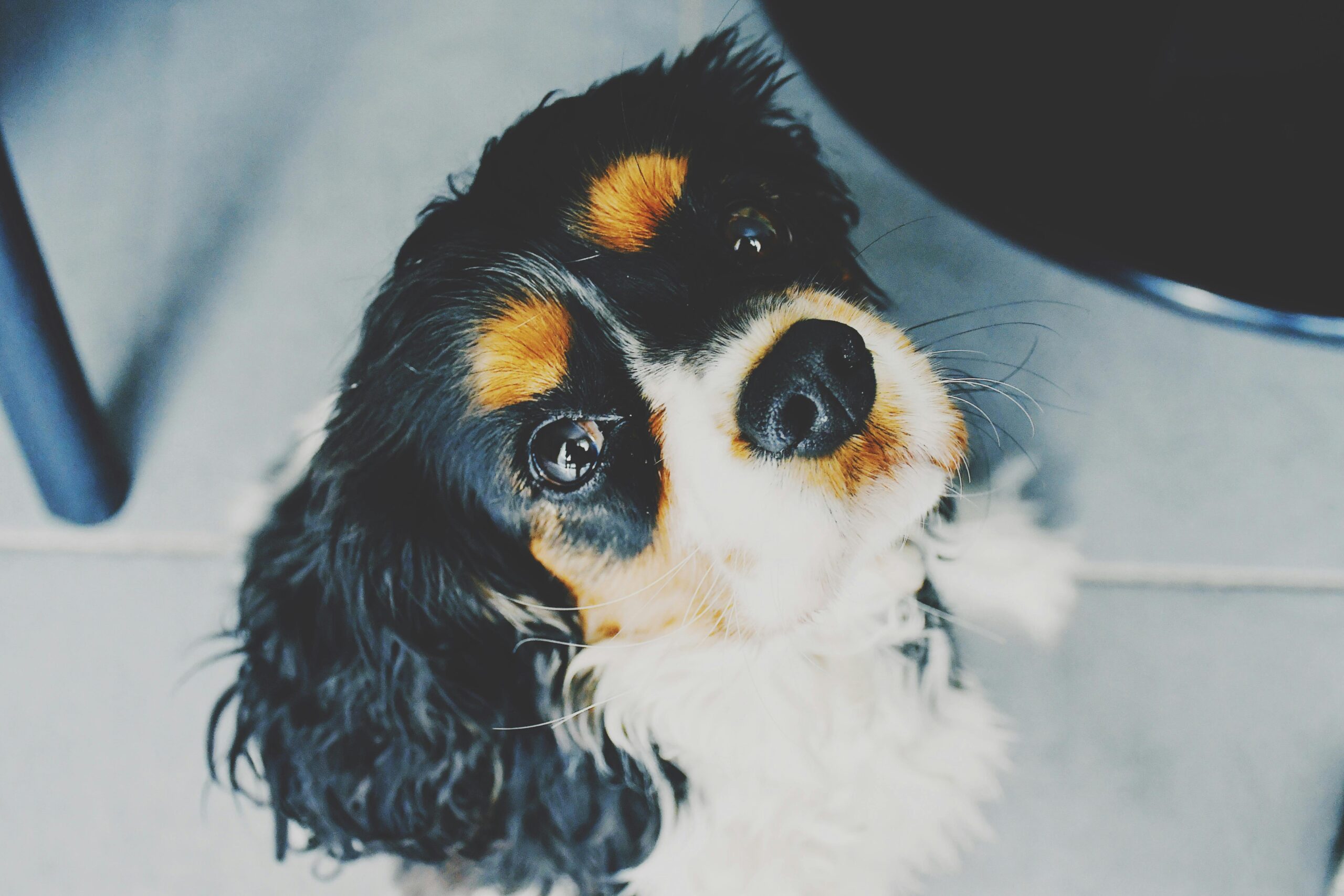 Cavalier King Charles Spaniel Puppies