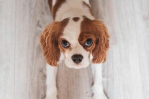 Training Cavalier King Charles