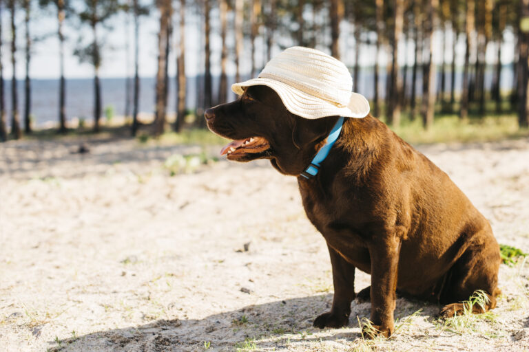 Training Your Dog for Hot Weather Activities