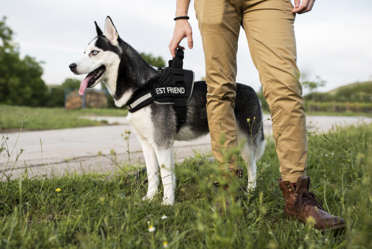 Service Dog Training