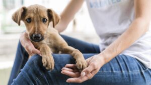 Managing Dog Anxiety