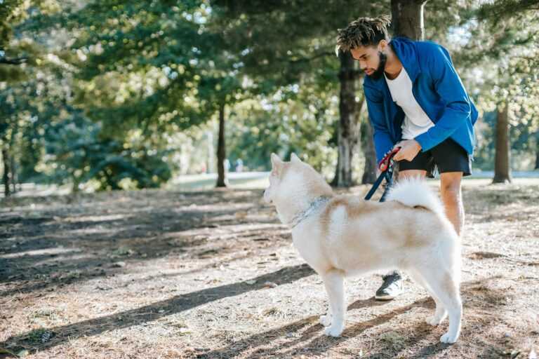 Ethnic hipster man taming West Siberian Laika in park