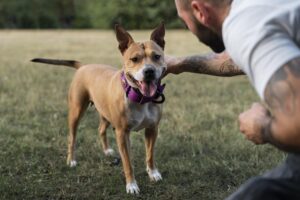 Service Dog Training