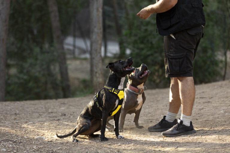 Training Techniques for Aggressive Dogs