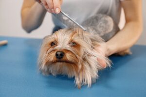 Dog Breed Grooming Differences